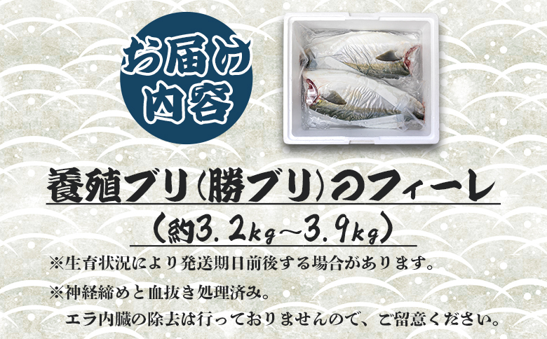 「勝ブリ」のフィーレ約3.2kg～3.9kg 手結沖養殖 - 期間限定 魚 ぶり 鰤 寒ブリ 海鮮 鮮魚 魚介類 切り身 海の幸 ギフト お刺身 煮物 焼き魚 おかず 産地直送 のし対応可 送料無料 高知県 香南市 ny-0004