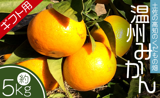 [期間限定]土佐の高知のくだもの畑 みかん(ギフト用)約5kg kd-0026