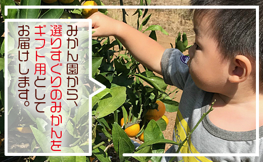 【先行予約】みかん 10kg (5kg箱×2) ギフト用 土佐の高知のくだもの畑 - 温州みかん ミカン 蜜柑 柑橘類 フルーツ 果物 くだもの 熨斗 のし対応可 贈り物 贈答用 贈答品 プレゼント ギフト 御礼 お礼 御祝い お祝い 感謝 お礼 kd-0028