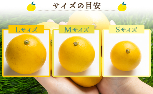 【2026年出荷分】ハウス小夏(日向夏) 2.5kg(家庭用) 高知 土佐 こなつ 果物 フルーツ 土佐の高知のくだもの畑 【先行予約】 - 家庭用 訳あり 小夏 ハウス ミカン みかん 蜜柑 柑橘 果物 フルーツ こなつ のし対応可 熨斗 国産 kd-0029