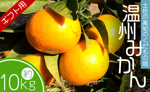 【先行予約】みかん 10kg (5kg箱×2) ギフト用 土佐の高知のくだもの畑 - 温州みかん ミカン 蜜柑 柑橘類 フルーツ 果物 くだもの 熨斗 のし対応可 贈り物 贈答用 贈答品 プレゼント ギフト 御礼 お礼 御祝い お祝い 感謝 お礼 kd-0028