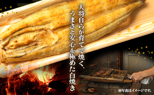 【7日程度で発送】うなぎ白焼き 2尾(合計約240g)(無頭) - 送料無料 鰻 ウナギ 魚介 惣菜 おかず 山椒塩 ギフト のし 贈り物 プレゼント 贈答 丑の日 うなぎ屋きた本 高知県 香南市 冷凍 un-0017