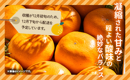【数量限定】土佐乃かなや 倭香 皇室献上桐箱入り こだわりの極上みかん 大玉8玉入 贈答用 - ミカン 柑橘 果物 フルーツ 送料無料 ギフト かなや農園 合同会社Benifare 高知県 香南市 常温 be-0021