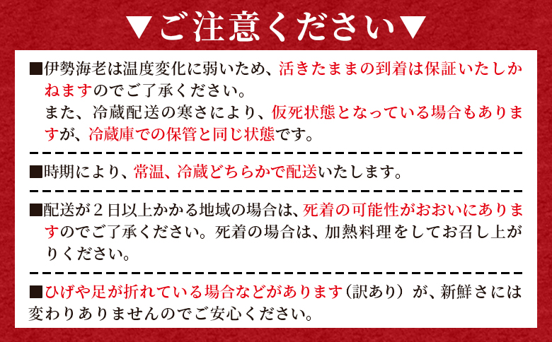 活 伊勢海老 計750g(1～3匹) 冷蔵 - 訳あり 国産 エビ えび 海鮮 魚介 産地直送 プリプリ 味噌汁 刺身 焼き物 汁物 えび蔵 高知県 香南市 冷蔵 10000円以上 1万円以上 eb-0043