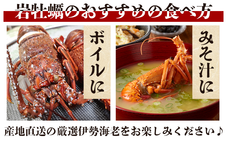 活 伊勢海老 計750g(1～3匹) 冷蔵 - 訳あり 国産 エビ えび 海鮮 魚介 産地直送 プリプリ 味噌汁 刺身 焼き物 汁物 えび蔵 高知県 香南市 冷蔵 10000円以上 1万円以上 eb-0043