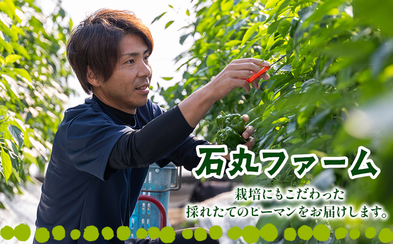 【先行受付】高知県香南市産採れたてピーマン2kg - 野菜 やさい 新鮮 国産 肉厚 炒め物 肉詰め 料理 高知県 香南市 冷蔵 im-0003