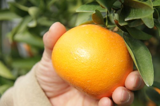 ã什å9幎2æçºééå§ããšãã£ãšãžã¥ãŒã·ãŒææ©ã®å¥³ç ããšã çŽ3kgïŒ8ã14çïŒ èŽççš ku-0057