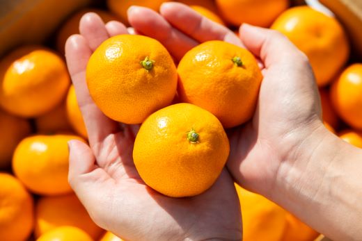 【2026年出荷分】訳あり 露地みかん(2S～Mサイズ) 10kg＋約100g (傷み補償分) 丸萬農園 - 果物 くだもの フルーツ 果実 柑橘 かんきつ 蜜柑 みかん ミカン 果汁 期間限定 家庭用 訳アリ キズ 傷 年内発送 高知県 香南市 常温 mn-0013