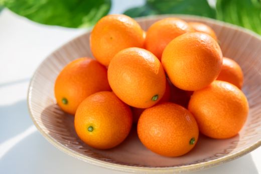 【平均糖度18度】きんかん 金柑 合計500g（250g×2パック） 高知の太陽を浴びた完熟フルーツきんかん 先行受付- 果物 フルーツ 金柑 柑橘 期間限定 数量限定 ku-0048