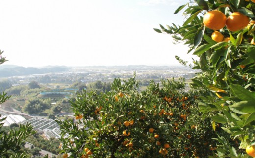 山北みかんジュース720ml6本 - 果汁100％ 高知県産 ブランドみかん 温州みかん ストレートジュース 果物 フルーツ 柑橘 オレンジ おいしい 甘い おすそ分け 飲み物 yk-0041