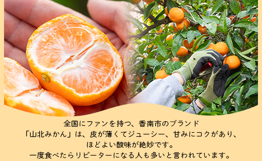 山北みかん (S,Mサイズ) 3kg 秀品 約25〜40個入り 甘い - 果物 フルーツ 柑橘類 温州みかん ミカン 蜜柑 甘い おいしい 美味しい 山北みらい 高知県 香南市 yk-0066