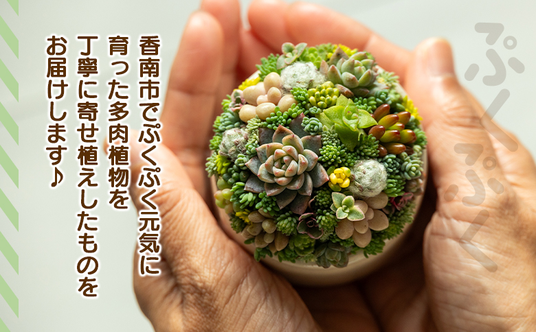 多肉植物の寄せ植え 1個 - 鉢植え インテリア ガーデニング おしゃれ