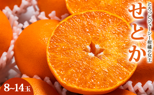 【令和9年2月発送開始】とろっとジューシー柑橘の女王 せとか 約3kg（8〜14玉） 贈答用 ku-0057