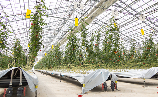 【先行予約】【2026年12月以降配送】高糖度＆高機能性 フルーツトマト 約150g×12パック - フルーツトマト 甘美の舞 小分け 野菜 フルティカトマト 完熟トマト 糖度8以上 ミニトマト プチトマト おすそ分け kr-0084