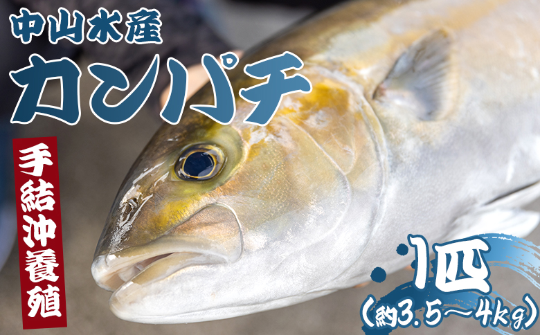 [先行申込]「カンパチ」 1匹 3.5kg〜4kg - 冬かんぱち 期間限定 魚 かんぱち 海鮮 鮮魚 魚介類 海の幸 ギフト お刺身 煮物 焼き魚 おかず 産地直送 高知県 香南市 ny-0005