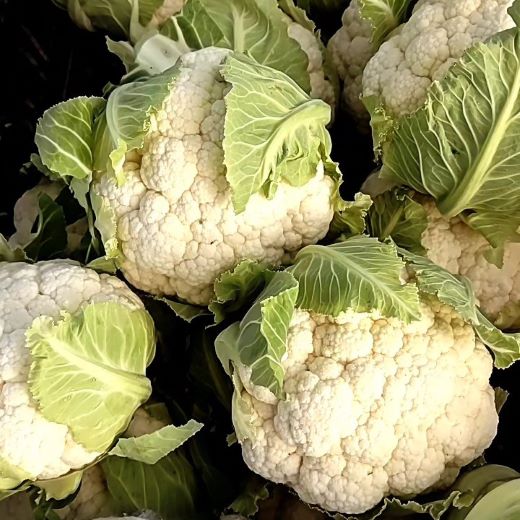 【先行受付】食べ比べセット ブロッコリー カリフラワー ロマネスコ 全3種 - やさい 詰め合わせ 詰合せ 簡単料理 朝採れ 新鮮 無農薬 産地直送 旬彩ファームやまさき 高知県 香南市「2026年1月中旬より順次配送」 sy-0007