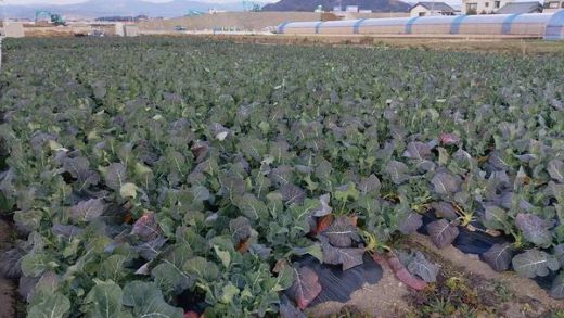 【先行受付】食べ比べセット ブロッコリー カリフラワー ロマネスコ 全3種 - やさい 詰め合わせ 詰合せ 簡単料理 朝採れ 新鮮 無農薬 産地直送 旬彩ファームやまさき 高知県 香南市「2026年1月中旬より順次配送」 sy-0007