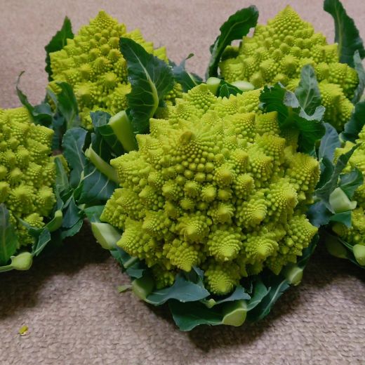 【先行受付】食べ比べセット ブロッコリー カリフラワー ロマネスコ 全3種 - やさい 詰め合わせ 詰合せ 簡単料理 朝採れ 新鮮 無農薬 産地直送 旬彩ファームやまさき 高知県 香南市「2026年1月中旬より順次配送」 sy-0007