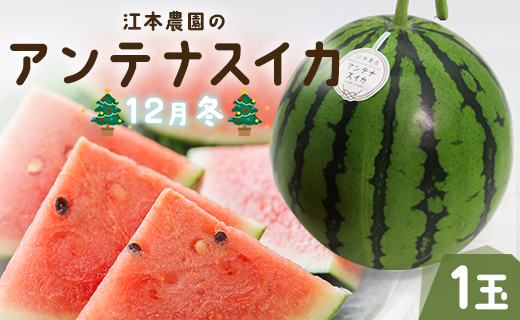 【期間限定】江本農園の12月冬アンテナスイカ1玉 - すいか 贈り物フルーツ 果物大好き 食後 デザート おやつ em-0035