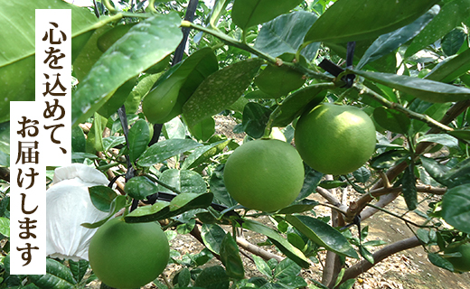 先行予約受付！高知県香南市産 水晶文旦 約3kg（5から7玉入り) ku-0055