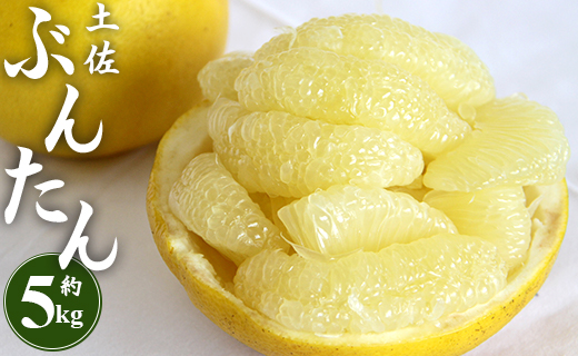 [先行予約]土佐文旦 約5kg (2L〜4Lサイズ) - 期間限定 数量限定 果物 くだもの フルーツ 柑橘 柑橘類 デザート 果実 ぶんたん ブンタン 甘い あまい 美味しい おいしい フレッシュ ジューシー 果汁 間城農園 5キロ オレンジ 蜜柑 みかん ミカン ザボン ざぼん ボンタン ぼんたん お取り寄せ おとりよせ 特産品 贈答品 贈答用 贈り物 高知県 香南市 常温 ms-0065