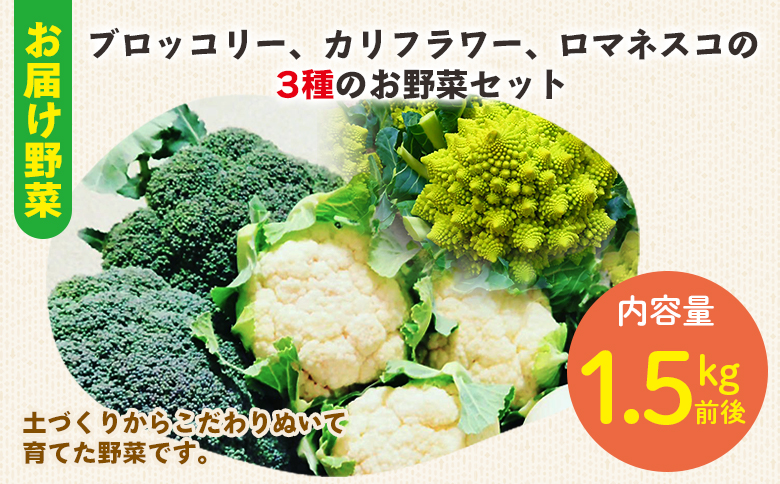 【先行受付】食べ比べセット ブロッコリー カリフラワー ロマネスコ 全3種 - やさい 詰め合わせ 詰合せ 簡単料理 朝採れ 新鮮 無農薬 産地直送 旬彩ファームやまさき 高知県 香南市「2026年1月中旬より順次配送」 sy-0007