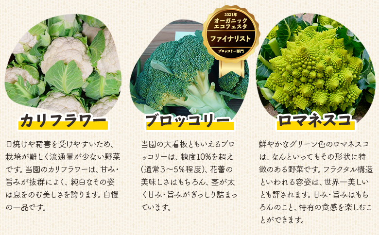 【先行受付】食べ比べセット ブロッコリー カリフラワー ロマネスコ 全3種 - やさい 詰め合わせ 詰合せ 簡単料理 朝採れ 新鮮 無農薬 産地直送 旬彩ファームやまさき 高知県 香南市「2026年1月中旬より順次配送」 sy-0007