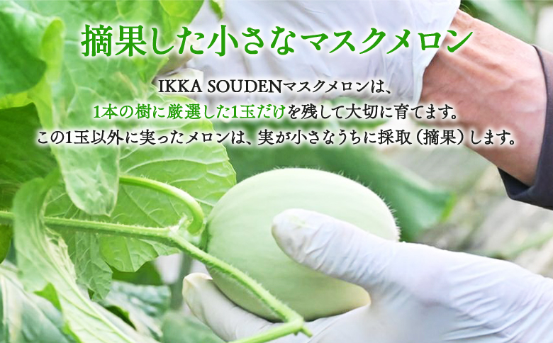 つるかめろんの玉子(摘果メロン) 2kg 約16玉 - マスクメロン めろん フルーツ くだもの 果物 おやつ おつまみ アレンジ 料理 お漬物 お漬け物 炒め物 天ぷら 子メロン 小さい 産地直送 篤農 tn-0015