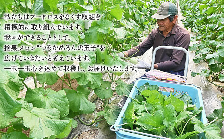 つるかめろんの玉子(摘果メロン) 2kg 約16玉 - マスクメロン めろん フルーツ くだもの 果物 おやつ おつまみ アレンジ 料理 お漬物 お漬け物 炒め物 天ぷら 子メロン 小さい 産地直送 篤農 tn-0015
