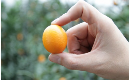 【平均糖度18度】きんかん 金柑 合計500g（250g×2パック） 高知の太陽を浴びた完熟フルーツきんかん 先行受付- 果物 フルーツ 金柑 柑橘 期間限定 数量限定 ku-0048