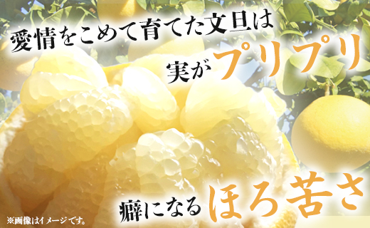 【先行予約】訳あり 土佐文旦 約10kg（規格外 2L～4Lサイズ）- 家庭用 期間限定 送料無料 果物 フルーツ 柑橘 高知県産 ぶんたん ブンタン ざぼん ザボン 季節限定 デザート 傷 お取り寄せ 産地直送 特産品 間城農園 高知県 香南市 常温 ms-0051