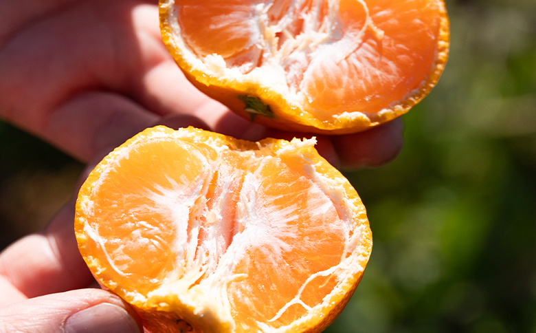 【2026年11月中旬より順次配送】山北みかん（露地・S〜Mサイズ）約5kg 家庭用 - 小傷あり 送料無料 露地栽培 柑橘 果物 フルーツ ミカン 蜜柑 期間限定 季節限定 家庭用 国産 特産品 高橋農園 高知県 香南市 th-0025