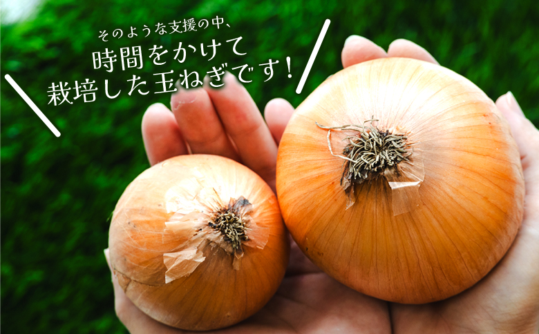 玉ねぎ 約10kg（大小混合・家庭用）- 香南市産 国産 たまねぎ タマネギ 玉葱 野菜 オニオンスープ ハンバーグ 常備野菜 保存野菜 香南くろしお園 高知県 香南市 ke-0006