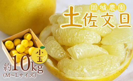 [先行予約]土佐文旦 小玉 約10kg (М〜Lサイズ) - 柑橘類 フルーツ 果物 くだもの ぶんたん ブンタン 期間限定 数量限定 国産 特産品 送料無料 間城農園 高知県 香南市 ms-0081