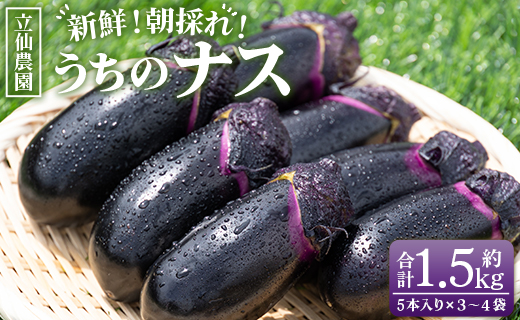 立仙農園 うちのナス 合計1.5kg - なす 茄…