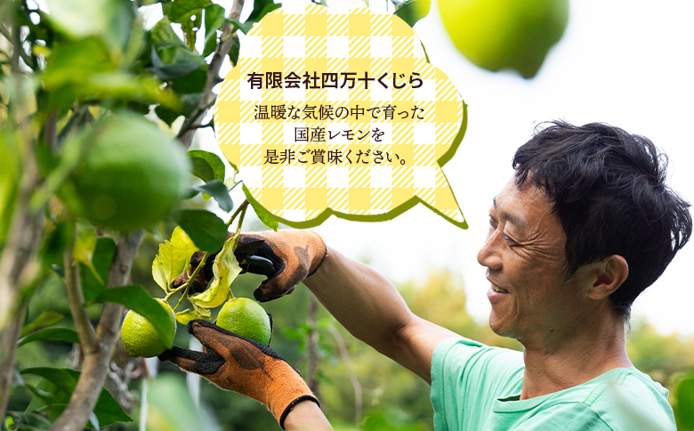 レモン 1kg - 香南市産 国産 檸檬 れもん 果物 くだもの フルーツ 野菜 柑橘 果汁 料理 アレンジ はちみつレモンパウンドケーキ 高知県 香南市 常温 冷蔵 sj-0008