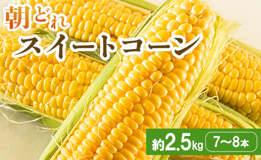 【先行予約】朝どれスイートコーン 約2.5kg（7～8本）- とうもろこし トウモロコシ 野菜 朝採り 季節限定 期間限定 ポタージュ スープ BBQ バーベキュー 産地直送 特産品 旬彩ファームやまさき 高知県 香南市 sy-0001