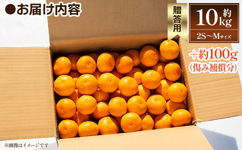 ã2026幎åºè·åãé²å°ã¿ãã(2SïœMãµã€ãº) 10kgïŒçŽ100g (å·ã¿è£åå) èŽççš äžžè¬èŸ²å - æç© ãã ãã® ãã«ãŒã æå® ææ© ãããã€ èæ ã¿ãã ãã«ã³ æééå® ã®ãã èŽãç© ãã¬ãŒã³ã ãç¥ã æè¬ ã瀌 幎å
çºé é«ç¥ç éŠååž åžžæž© mn-0010