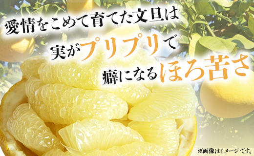 【先行予約】土佐文旦 約5kg (2L～4Lサイズ) - 期間限定 数量限定 果物 くだもの フルーツ 柑橘 柑橘類 デザート 果実 ぶんたん ブンタン 甘い あまい 美味しい おいしい フレッシュ ジューシー 果汁 間城農園 5キロ オレンジ 蜜柑 みかん ミカン ザボン ざぼん ボンタン ぼんたん お取り寄せ おとりよせ 特産品 贈答品 贈答用 贈り物 高知県 香南市 常温 ms-0065