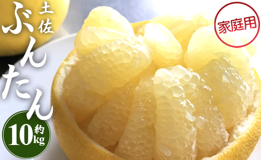 【先行予約】訳あり 土佐文旦 約10kg (家庭用 2L〜4Lサイズ) - 期間限定 送料無料 果物 フルーツ 柑橘 高知県産 ぶんたん ブンタン ざぼん ザボン 季節限定 デザート 傷 お取り寄せ 産地直送 特産品 間城農園 高知県 香南市 常温 ms-0095