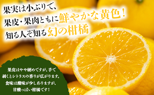 間城農園 爽やかな香りの黄金柑(おうごんかん)2.5kg - フルーツ 果物 柑橘 ms-0044