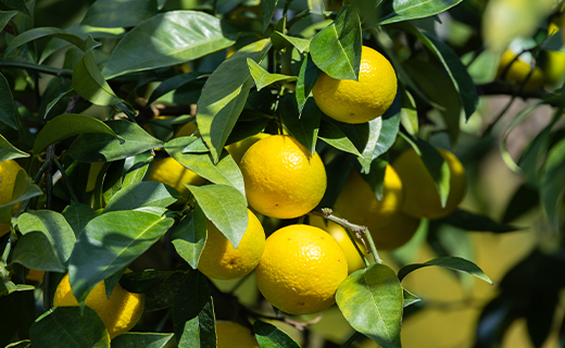 間城農園 爽やかな香りの黄金柑(おうごんかん)2.5kg - フルーツ 果物 柑橘 ms-0044