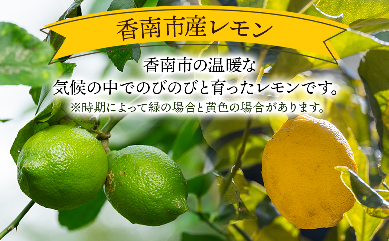 レモン 1kg - 香南市産 国産 檸檬 れもん 果物 くだもの フルーツ 野菜 柑橘 果汁 料理 アレンジ はちみつレモンパウンドケーキ 高知県 香南市 常温 冷蔵 sj-0008