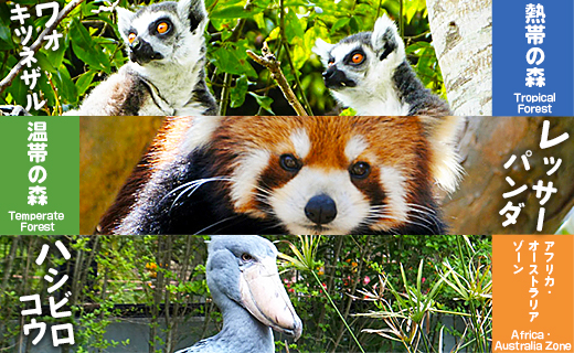 のいち動物公園の年間入園券引換券 - 送料無料 大人用 1枚 1人 動物園 入場券 チケット 自然好き ギフト贈答用 贈り物 プレゼント 動物大好き 観光 遊び あそび いやし 癒しスポット 動物園好き 年パス 年間パスポート 旅行 旅 トラベル 施設 思い出 休日 1年間 アニマル 高知県 香南市 常温 ni-0003