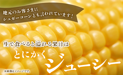 【先行予約】朝どれスイートコーン 約2.5kg（7～8本）- とうもろこし トウモロコシ 野菜 朝採り 季節限定 期間限定 ポタージュ スープ BBQ バーベキュー 産地直送 特産品 旬彩ファームやまさき 高知県 香南市 sy-0001