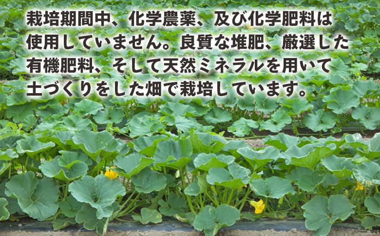 かぼちゃ 南瓜 2玉 約2.5～3kg 冬至といえば栗かぼちゃ 冬限定 -冬至かぼちゃ 栗かぼちゃ カボチャ ホクホク 甘い 簡単調理 使いやすい 栄養豊富 ポタージュ スープ プリン 煮物 新鮮 無農薬 産地直送 旬彩ファームやまさき 高知県 香南市 sy-0008