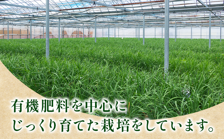 ãã© çç£éæ¥æ¬äž éŠååžç£ã®ãã© 1kgïŒ100gÃ10æïŒ- ã«ã é® ç éè ããã éŠå³éè èç© æ°é®® æç ã¢ã¬ã³ãž çããã® çãç© ç
®ç© é ãªã¹ ãã€é ç£å°çŽé åœç£ å
¬æèŸ²å é«ç¥ç kk-0001