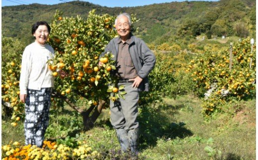 イングリッシュガーデンハウス 山北露地みかん 約3kg - 送料無料 化粧箱入り みかん ミカン 蜜柑 柑橘 ギフト 贈答用 のし お取り寄せ フルーツ 果物 国産 特産品 eh-0026