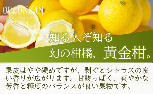 【先行予約】文旦と黄金柑のプチBOX 合計約3kg - ぶんたん ブンタン 果物 くだもの フルーツ 柑橘 みかん 詰め合わせ セット 食べ比べ お試し お楽しみ 間城農園 高知県 香南市 常温 ms-0041