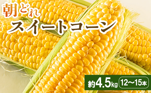 【先行予約】朝どれスイートコーン 約4.5kg（12～15本）- とうもろこし トウモロコシ 野菜 朝採り 季節限定 期間限定 ポタージュ スープ BBQ バーベキュー 産地直送 特産品 旬彩ファームやまさき 高知県 香南市 sy-0002